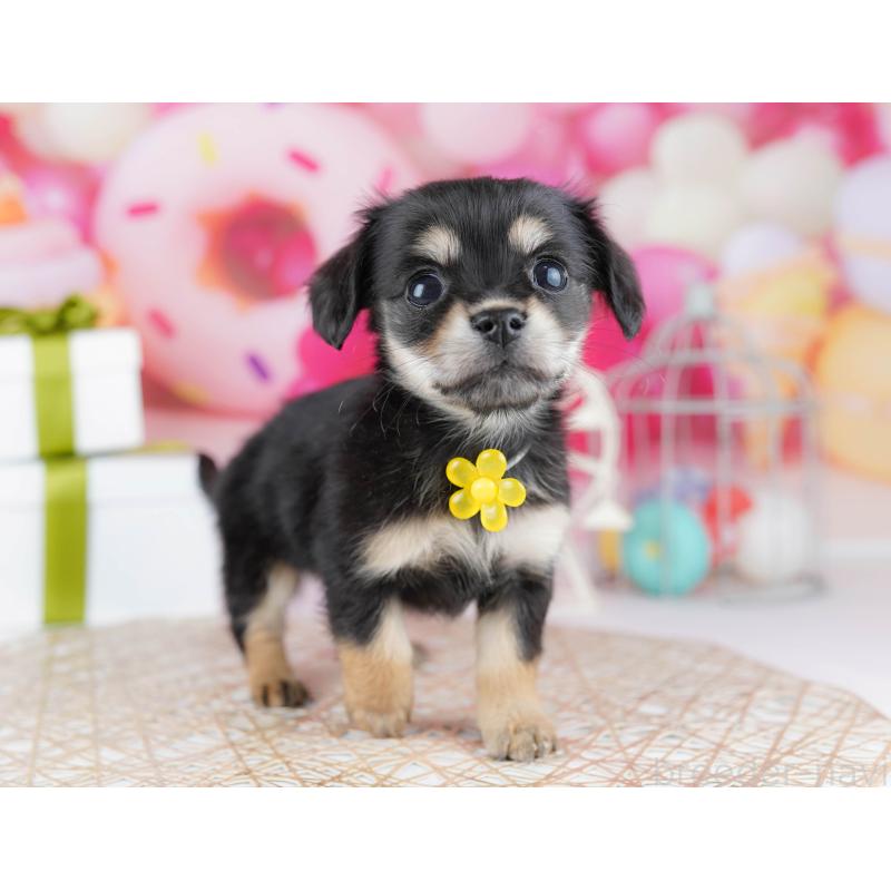 販売中の千葉県のチワックス:チワワ×ミニチュアダックスフンド-444668の4枚目