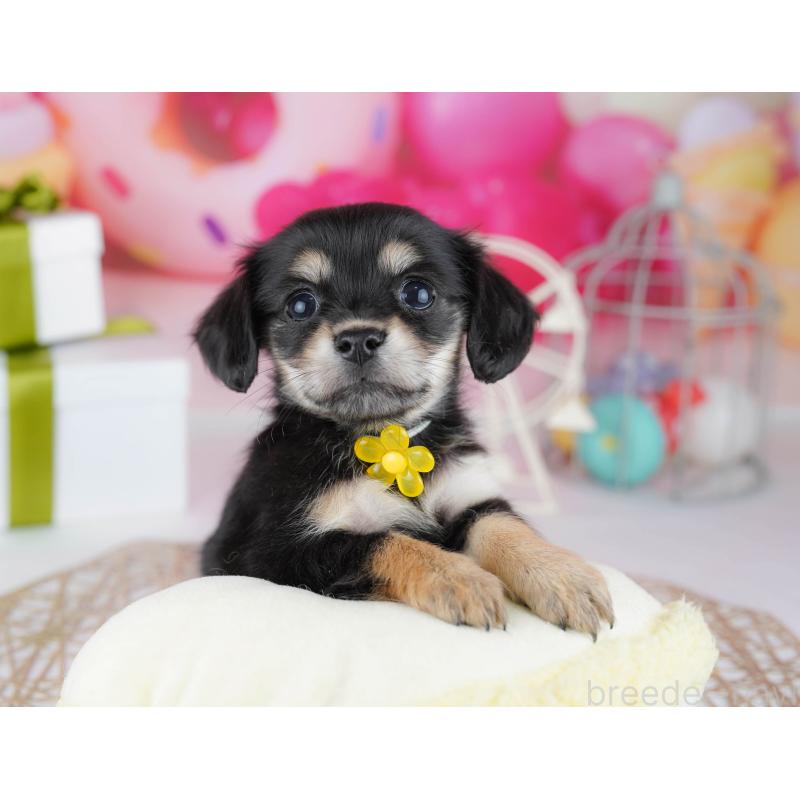 販売中の千葉県のチワックス:チワワ×ミニチュアダックスフンド-444668の3枚目