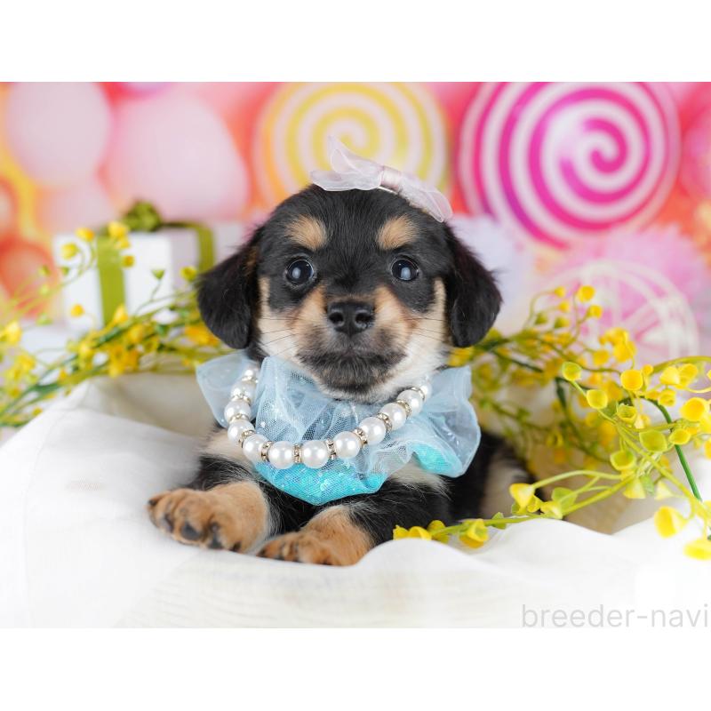 販売中の千葉県のチワックス:チワワ×ミニチュアダックスフンド-444666の10枚目