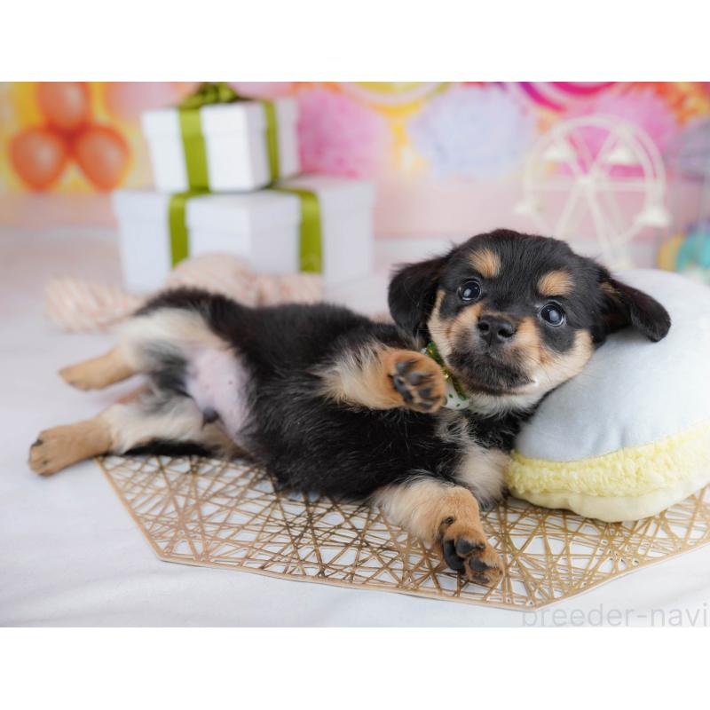 販売中の千葉県のチワックス:チワワ×ミニチュアダックスフンド-444666の9枚目