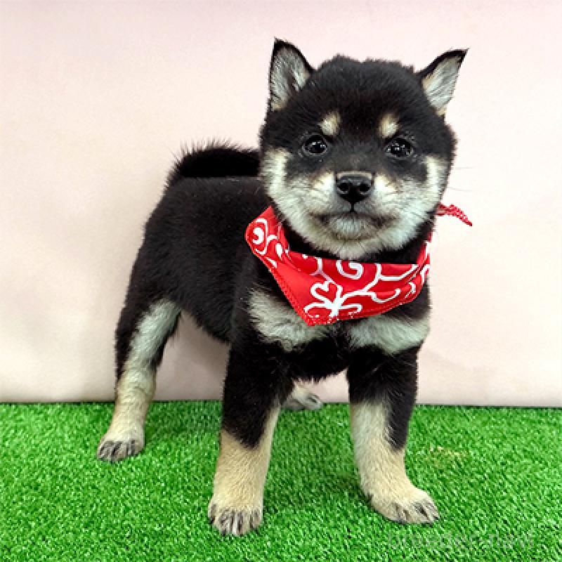 販売中の神奈川県の豆柴-444550