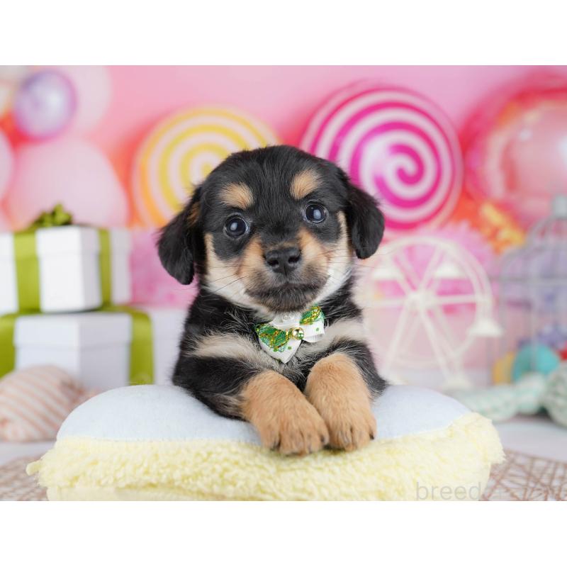 販売中の千葉県のチワックス:チワワ×ミニチュアダックスフンド-444666の7枚目