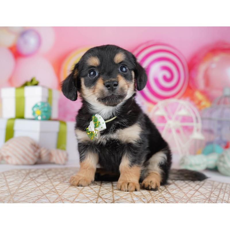 販売中の千葉県のチワックス:チワワ×ミニチュアダックスフンド-444666の6枚目