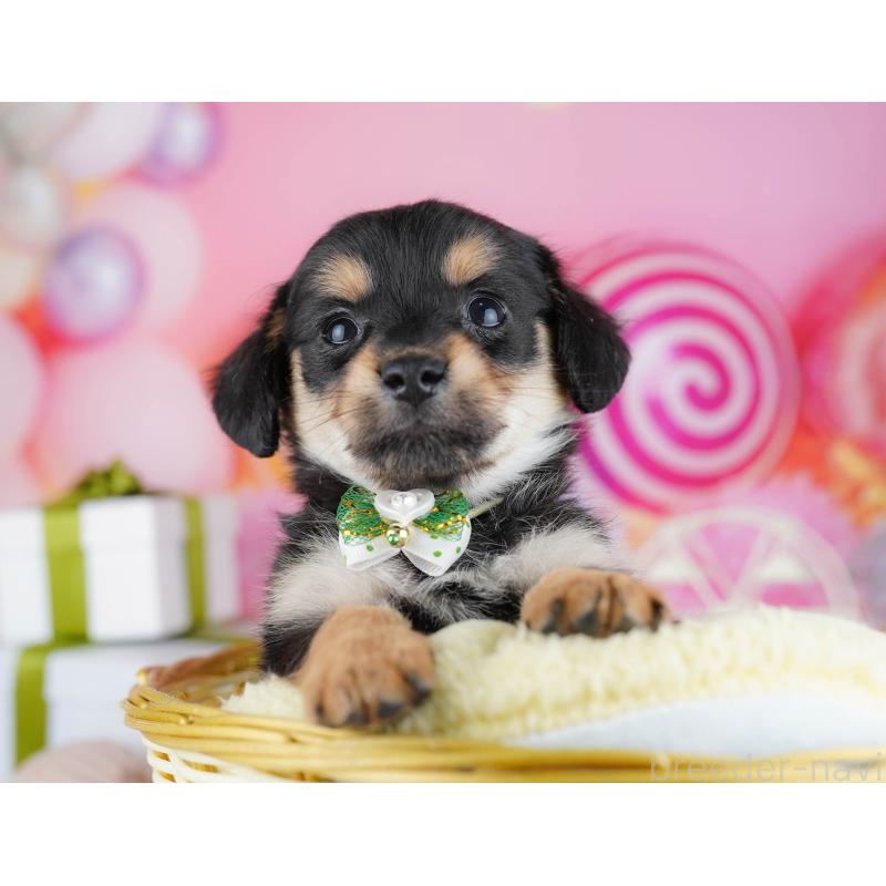 販売中の千葉県のチワックス:チワワ×ミニチュアダックスフンド-444666の5枚目