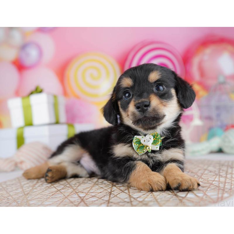 販売中の千葉県のチワックス:チワワ×ミニチュアダックスフンド-444666の4枚目