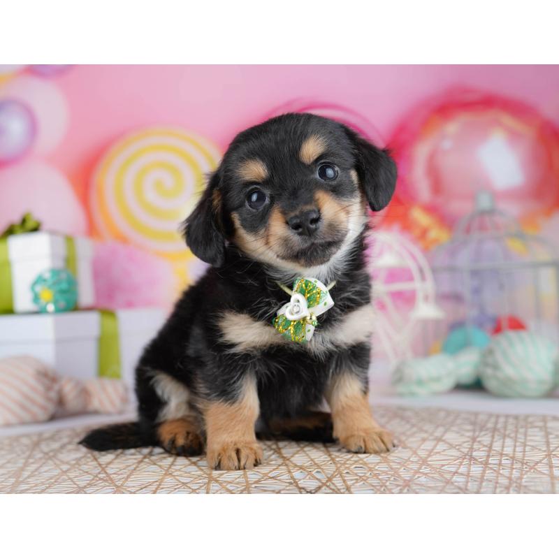 販売中の千葉県のチワックス:チワワ×ミニチュアダックスフンド-444666の3枚目