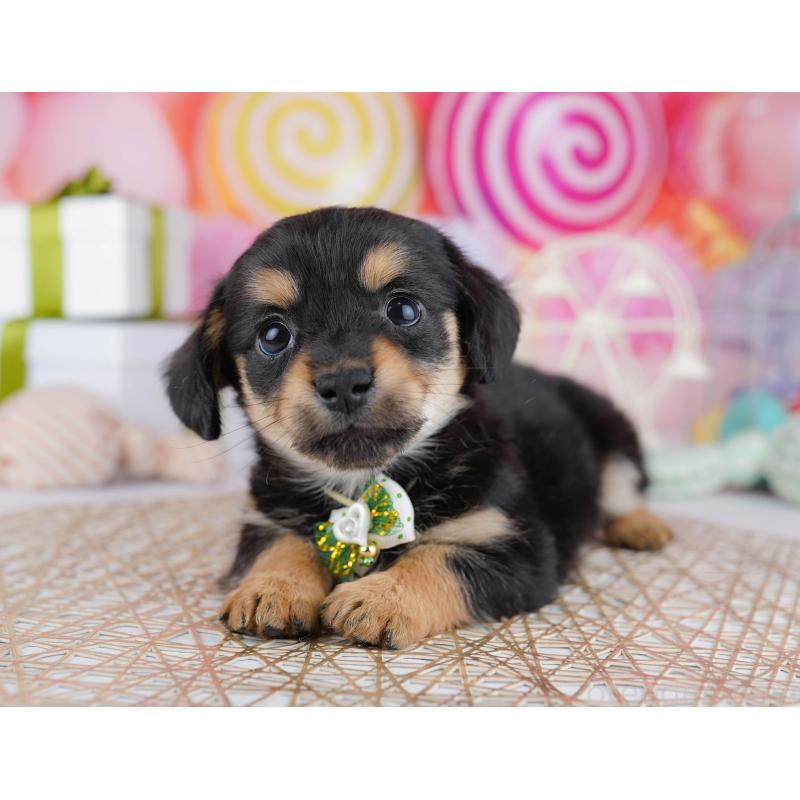 販売中の千葉県のチワックス:チワワ×ミニチュアダックスフンド-444666の2枚目