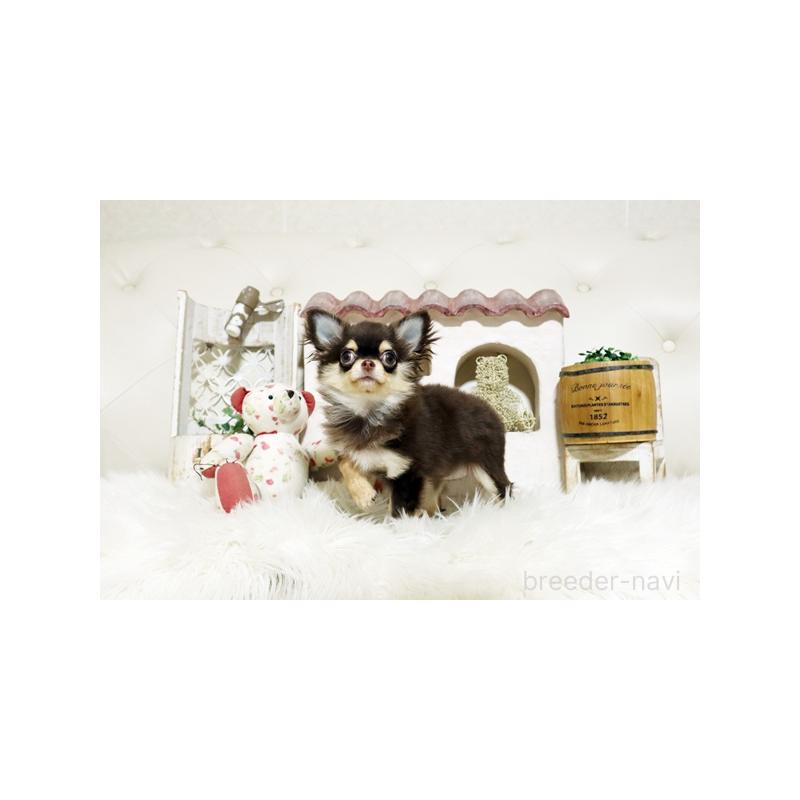 販売中の佐賀県のチワワ(ロングコート)-437059の5枚目