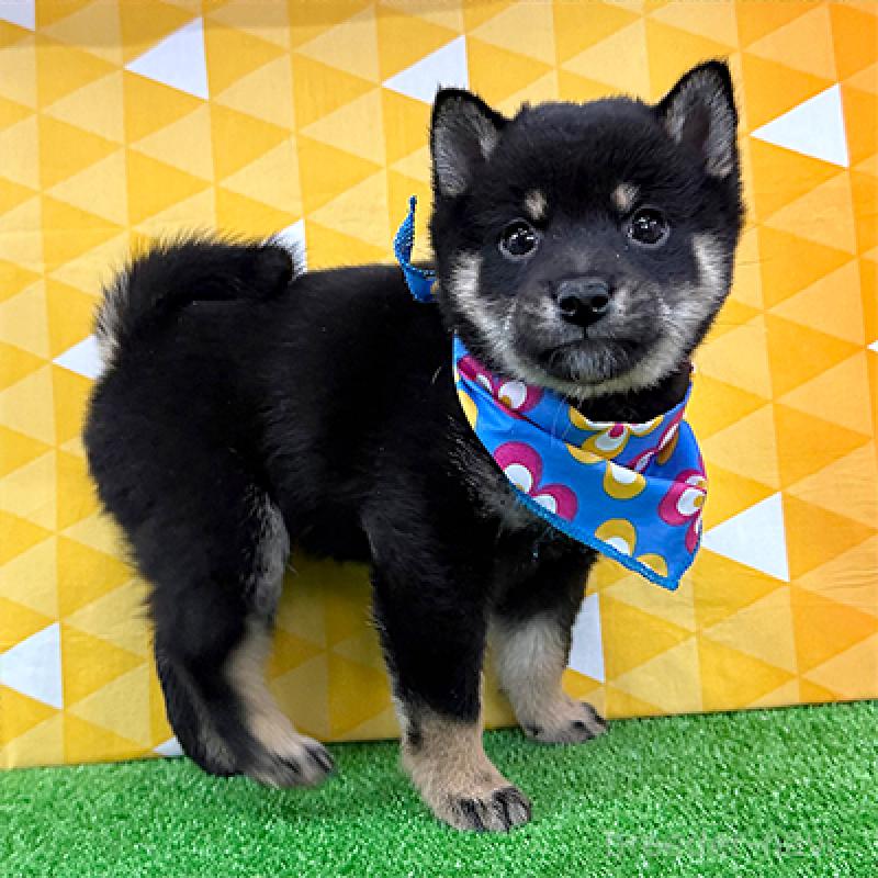 販売中の神奈川県の豆柴-444549