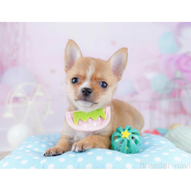 販売中の千葉県のチワワ(スムースコート)-444665の9枚目