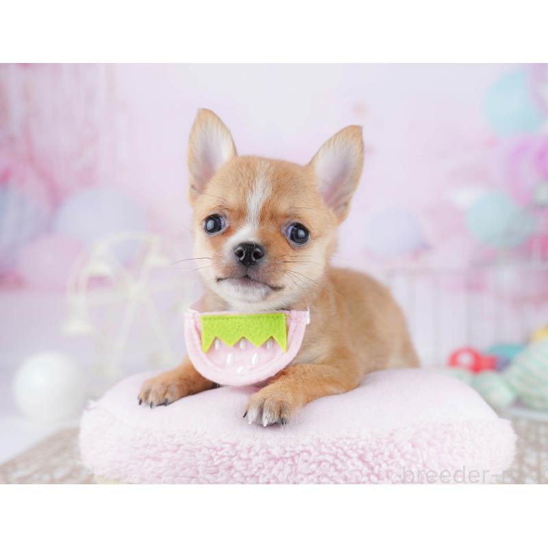 販売中の千葉県のチワワ(スムースコート)-444665の6枚目