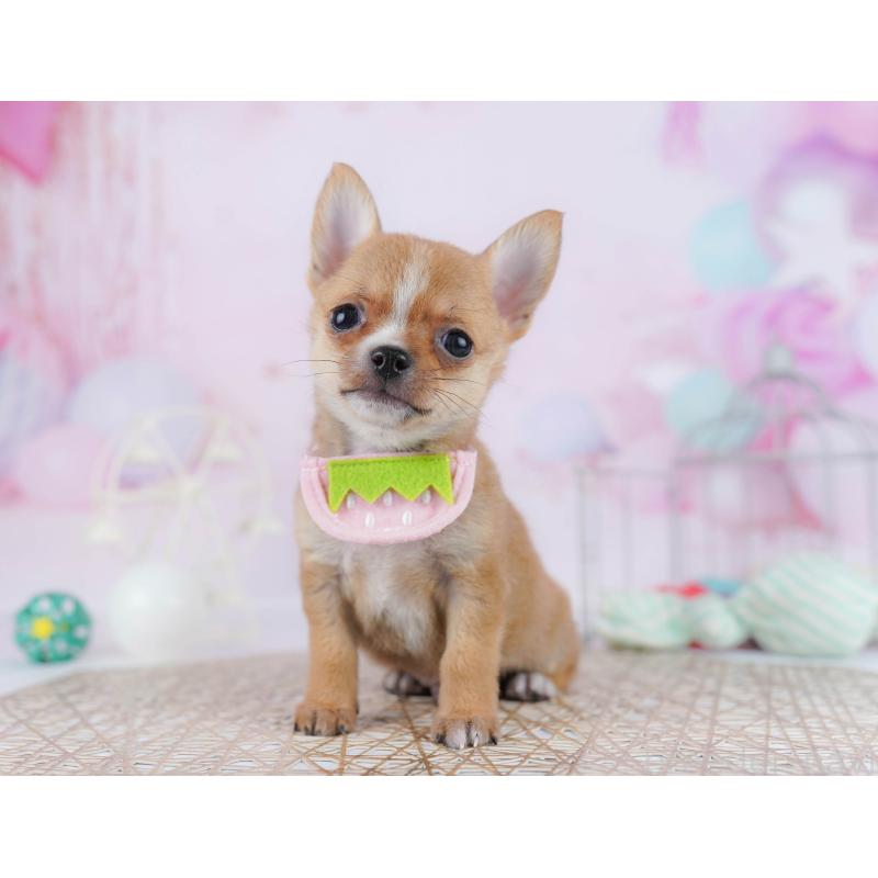 販売中の千葉県のチワワ(スムースコート)-444665の5枚目