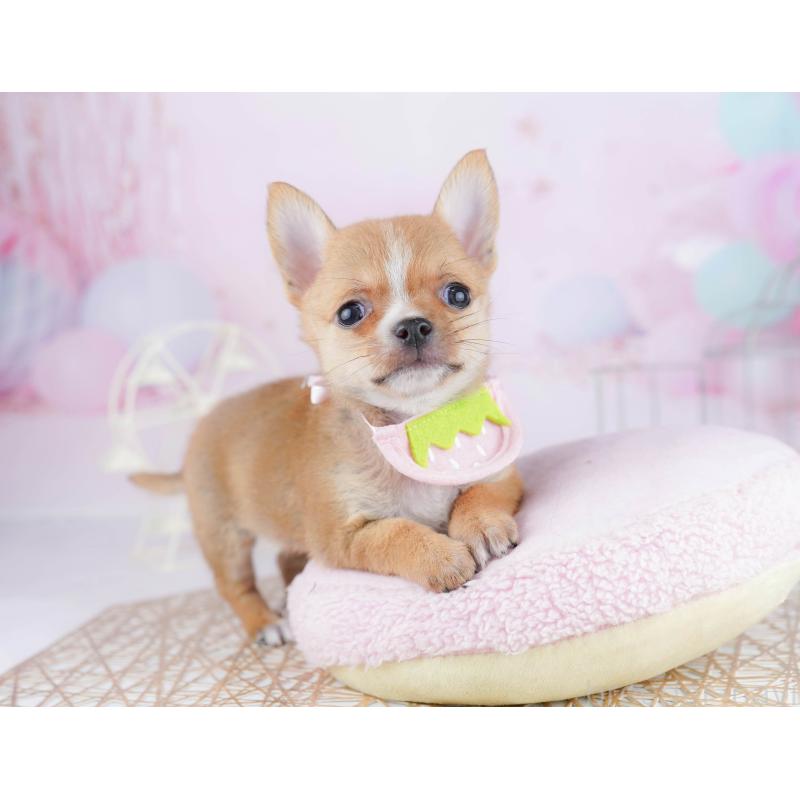 販売中の千葉県のチワワ(スムースコート)-444665の4枚目