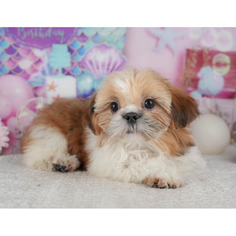 販売中の千葉県のシーズー-444748の11枚目