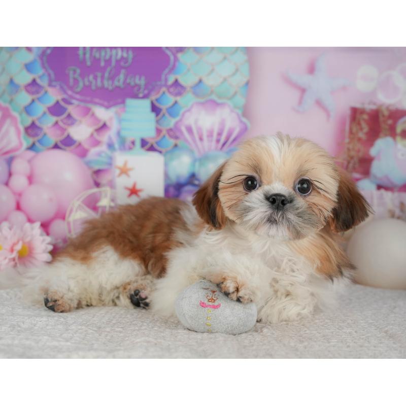 販売中の千葉県のシーズー-444748の10枚目