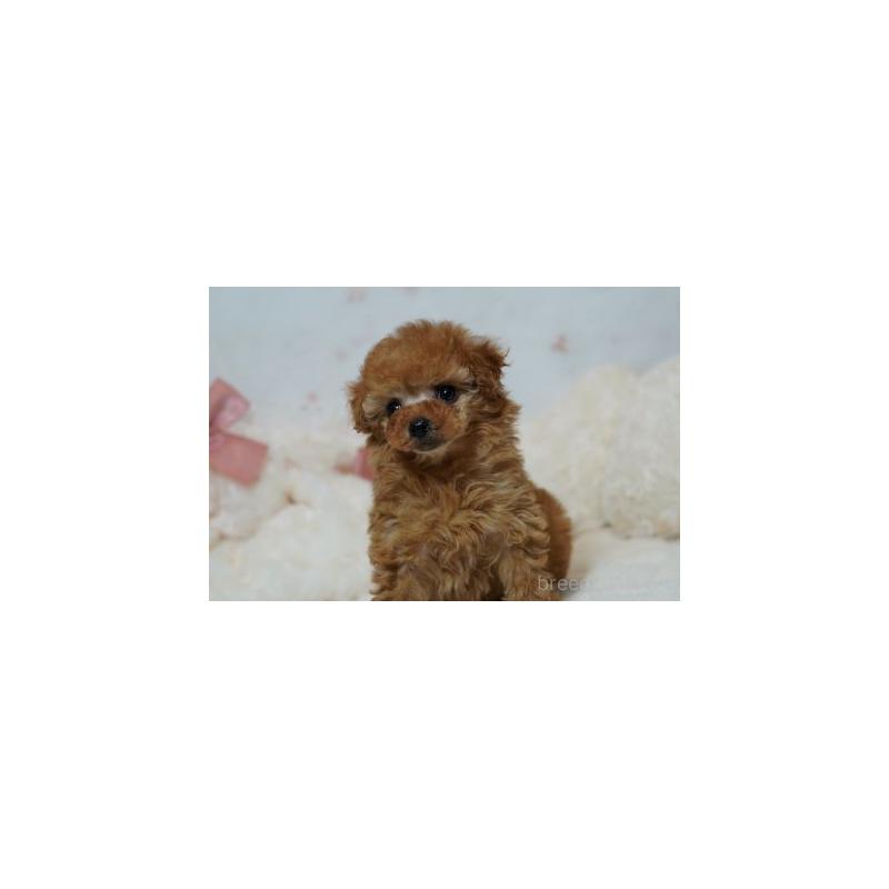 販売中の兵庫県のタイニープードル-444631の6枚目