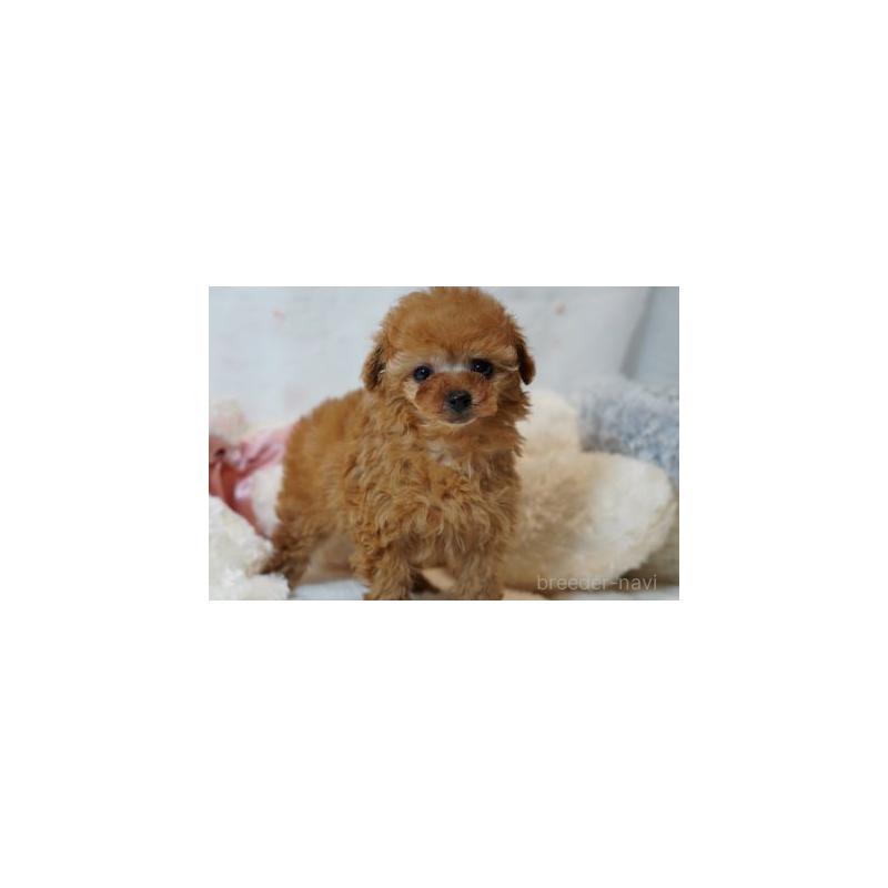 販売中の兵庫県のタイニープードル-444631の4枚目