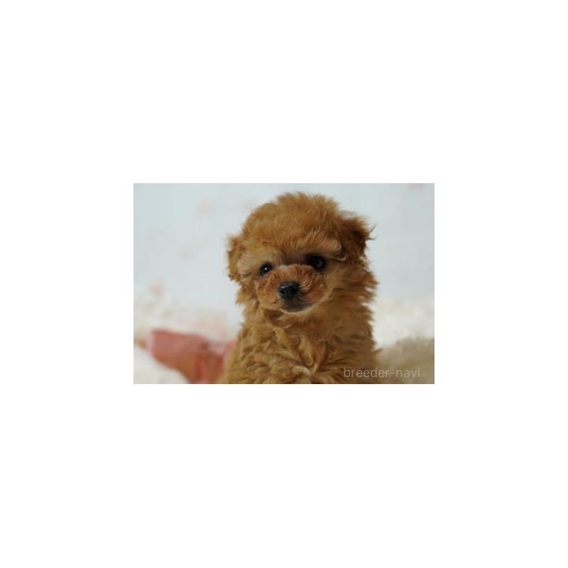 販売中の兵庫県のタイニープードル-444631の3枚目