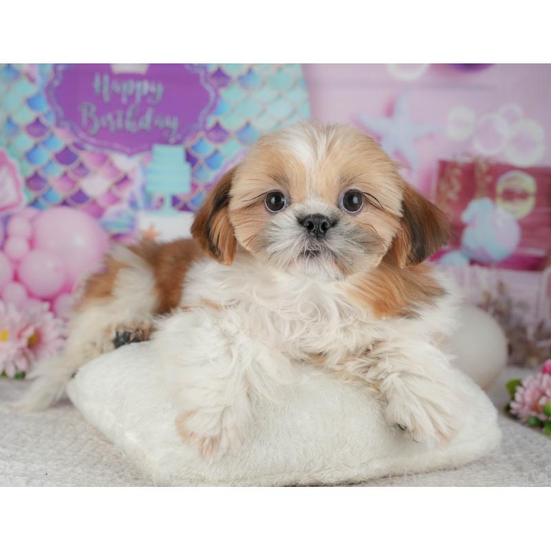 販売中の千葉県のシーズー-444748の6枚目