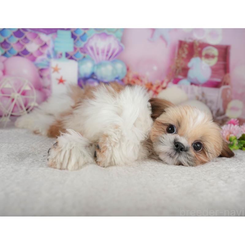 販売中の千葉県のシーズー-444748の5枚目