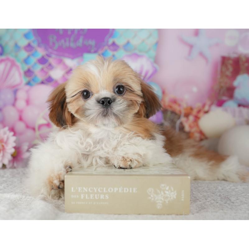 販売中の千葉県のシーズー-444748の3枚目