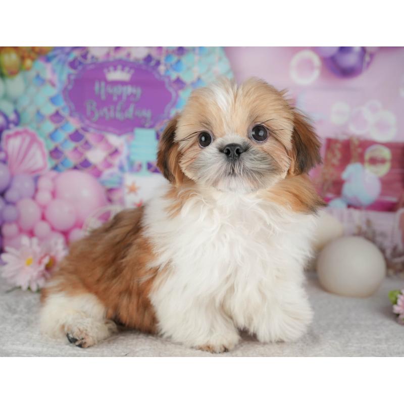 販売中の千葉県のシーズー-444748の2枚目