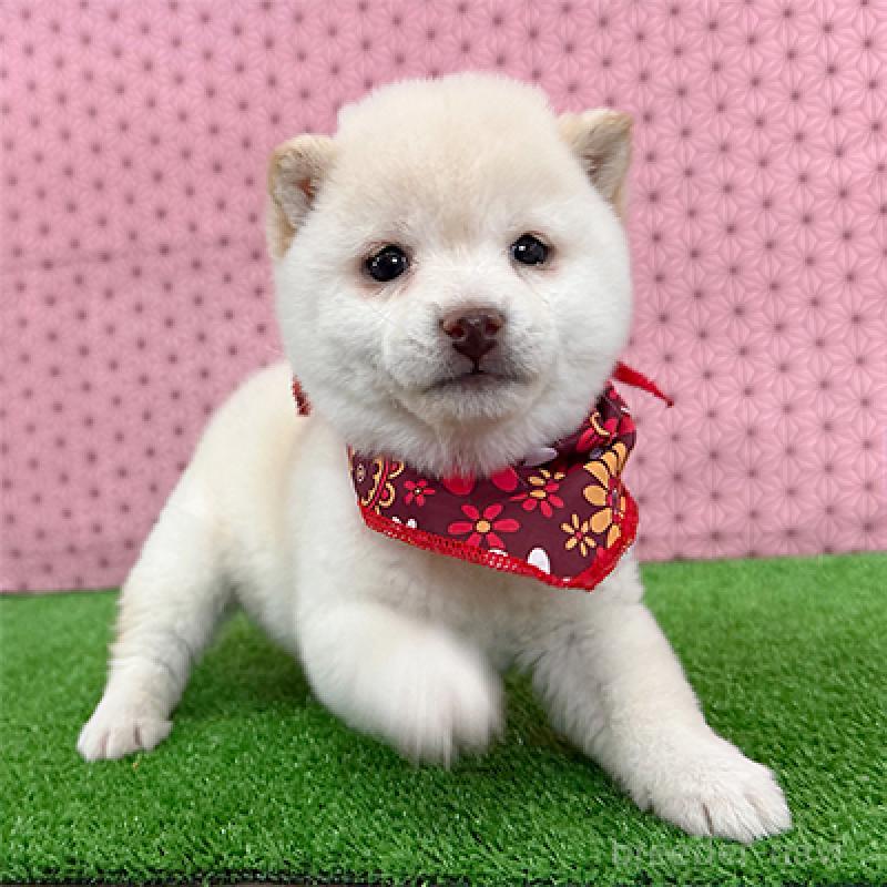 販売中の神奈川県の豆柴-444541