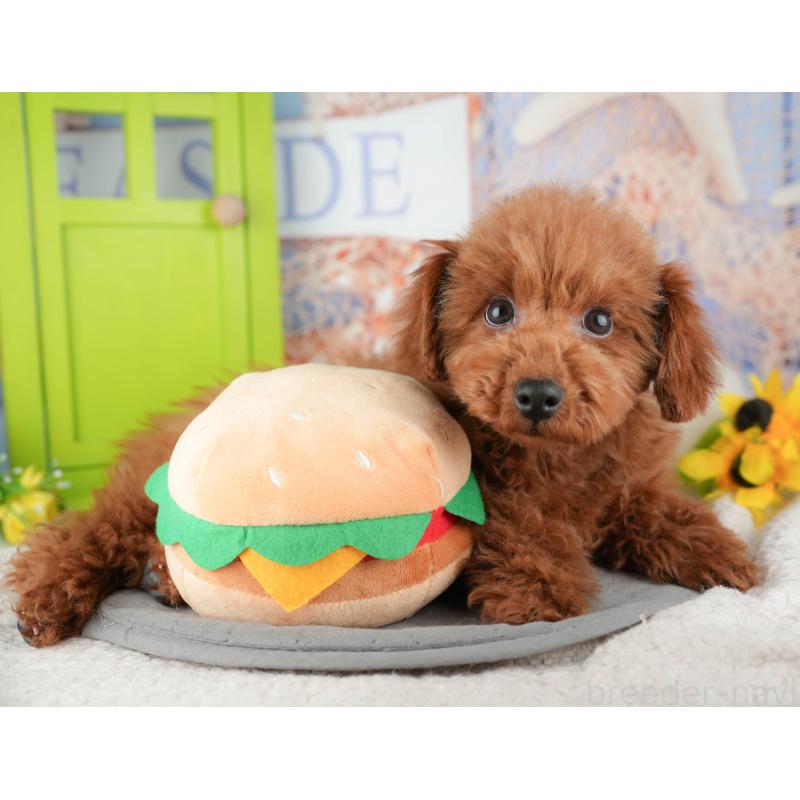 販売中の千葉県のタイニープードル-444751の11枚目