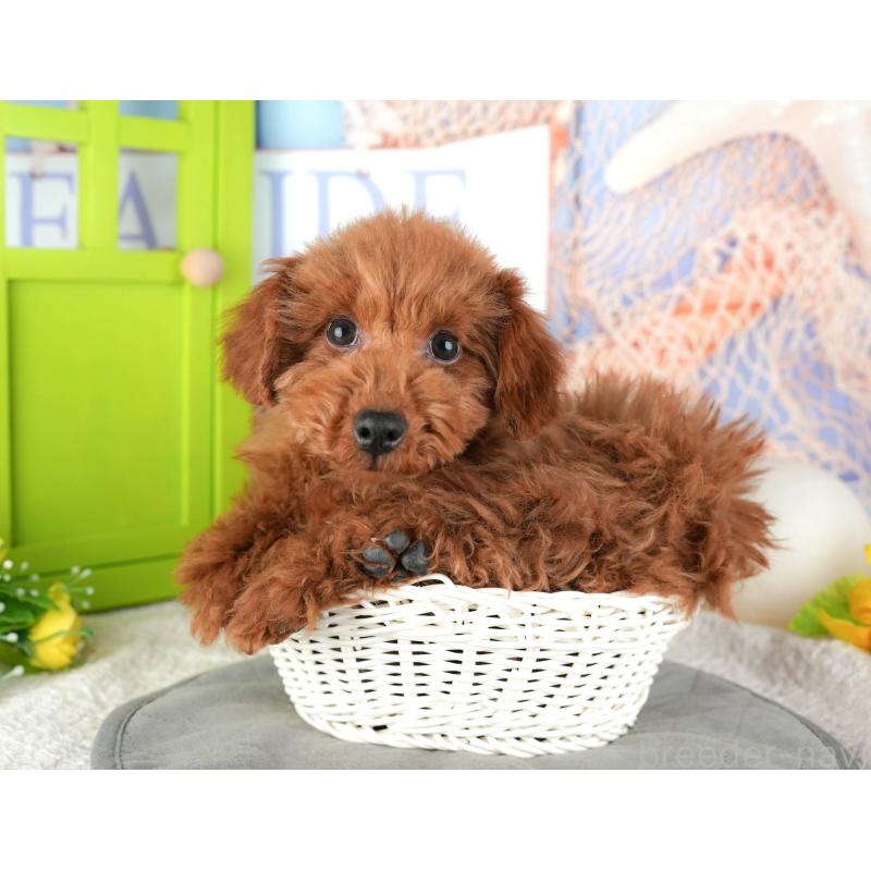 販売中の千葉県のタイニープードル-444751の10枚目