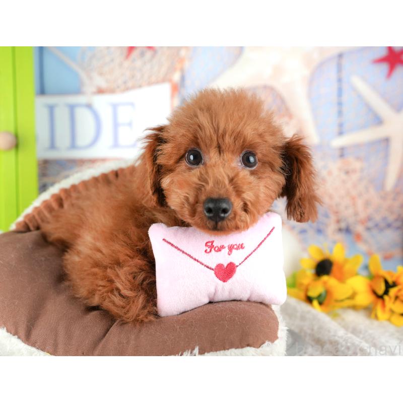 販売中の千葉県のタイニープードル-444751の9枚目