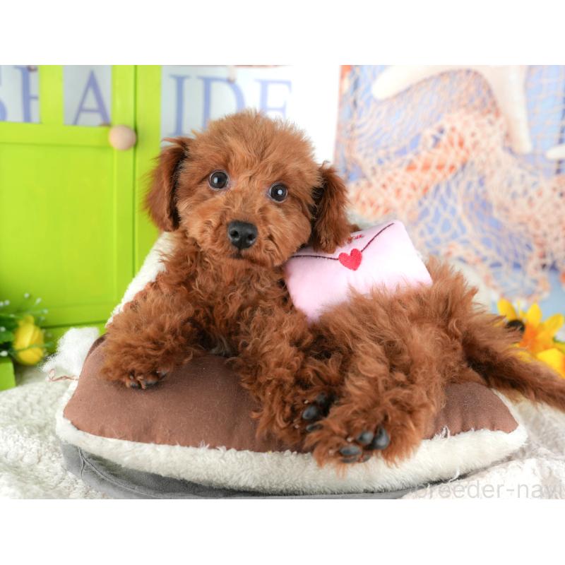 販売中の千葉県のタイニープードル-444751の8枚目