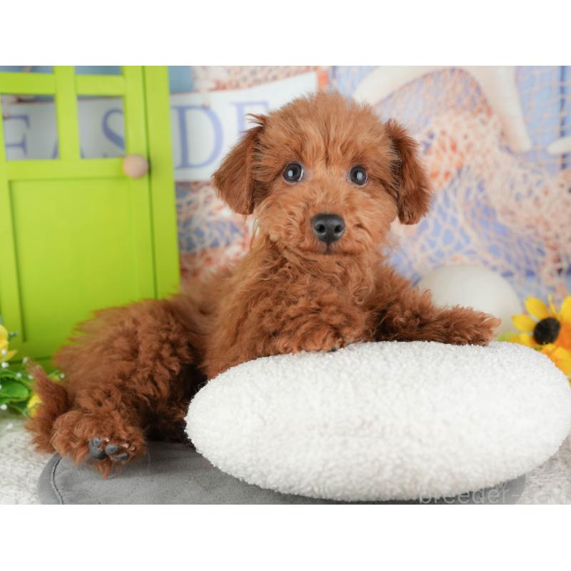 販売中の千葉県のタイニープードル-444751の7枚目