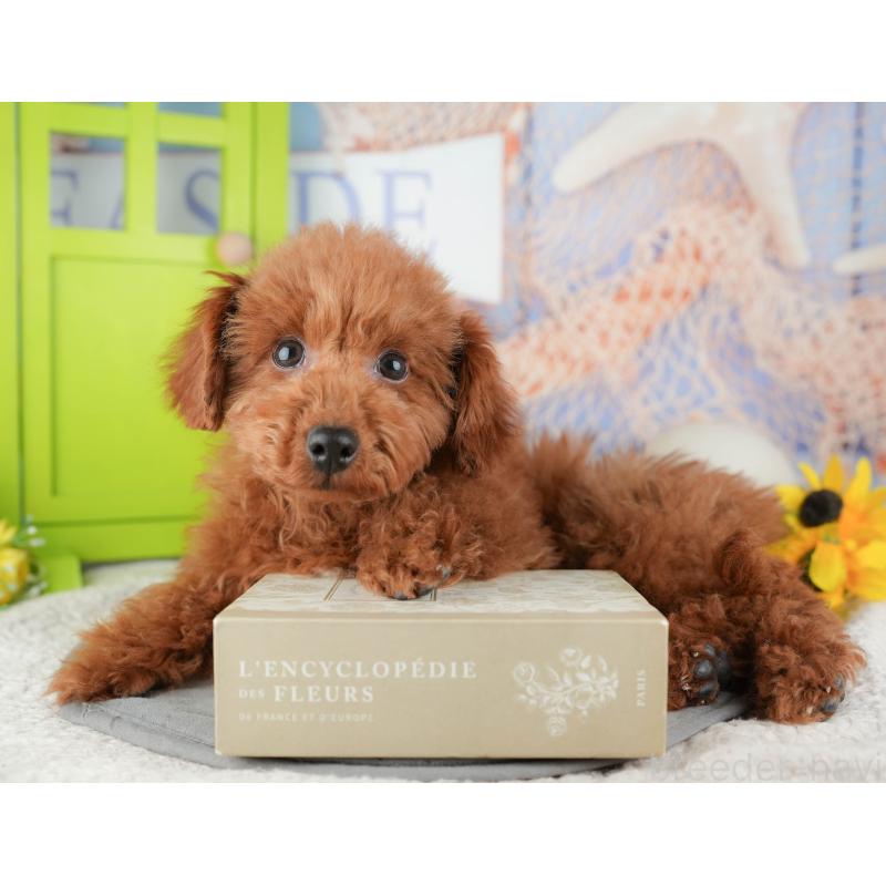 販売中の千葉県のタイニープードル-444751の5枚目