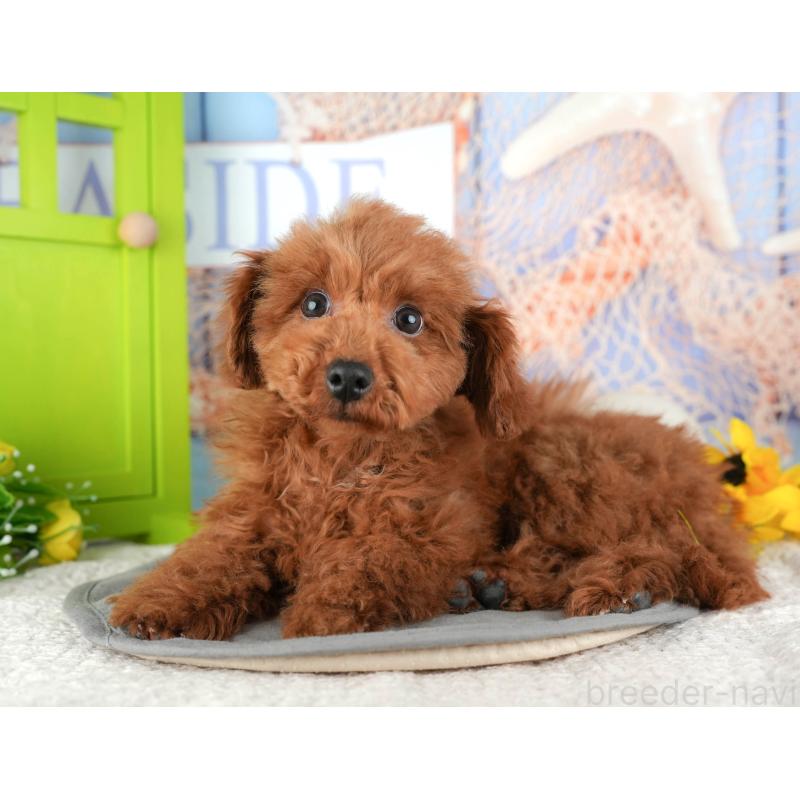 販売中の千葉県のタイニープードル-444751の3枚目