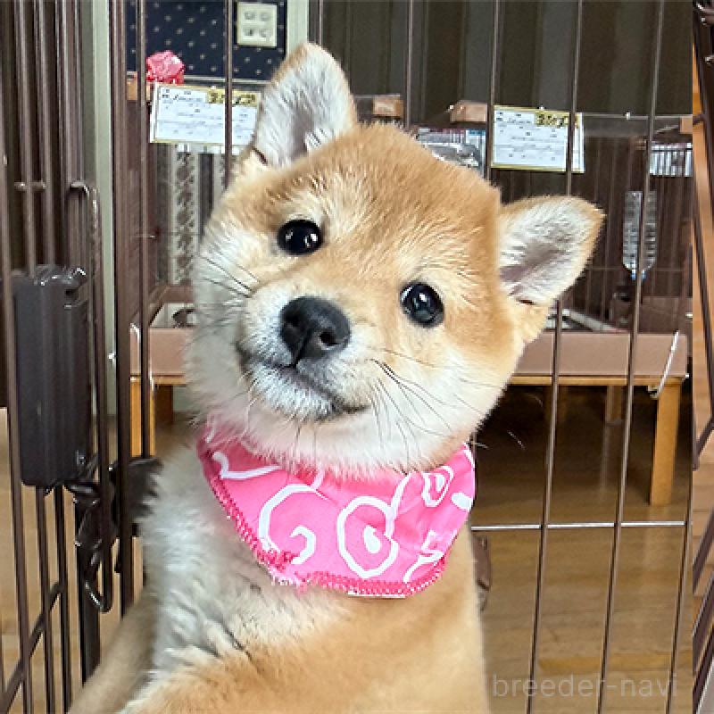 成約済の神奈川県の豆柴-439975の4枚目