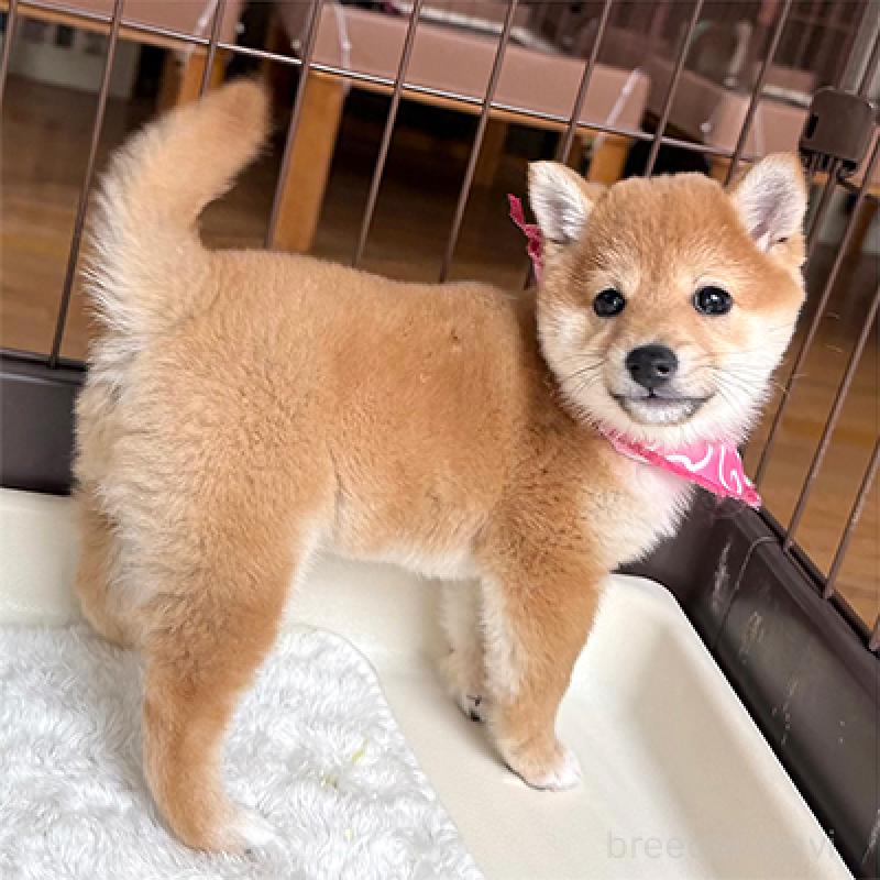 成約済の神奈川県の豆柴-439975の3枚目