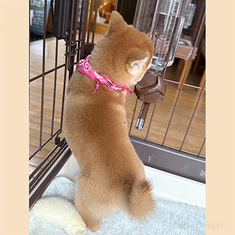 成約済の神奈川県の豆柴-439975の2枚目