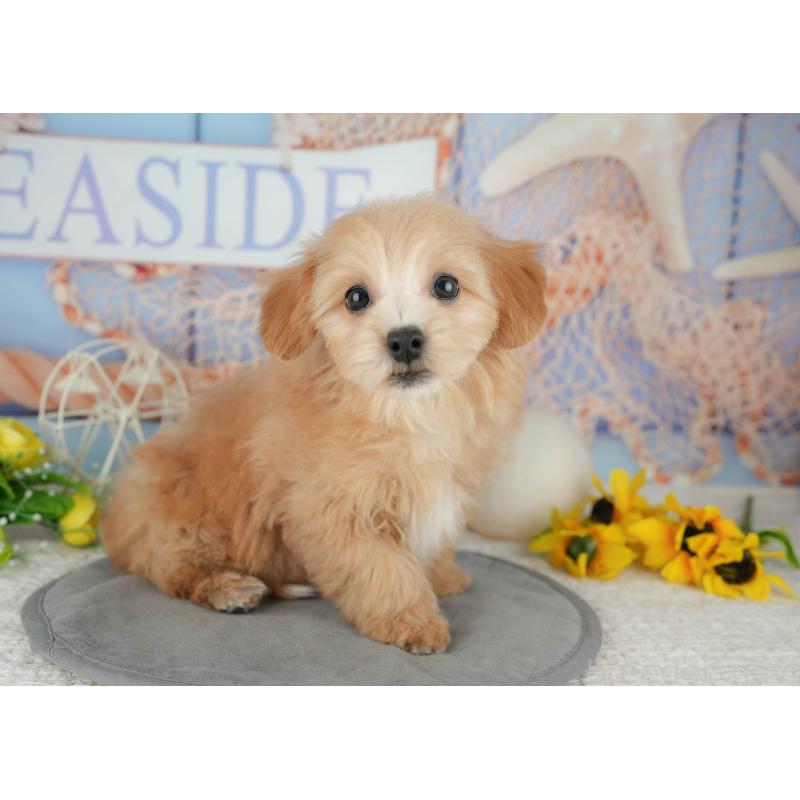 販売中の千葉県のマルプー:マルチーズ×トイプードル-444763の8枚目