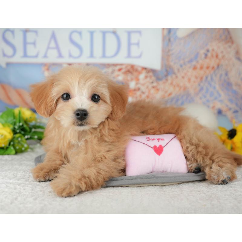 販売中の千葉県のマルプー:マルチーズ×トイプードル-444763の7枚目