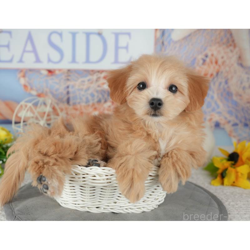 販売中の千葉県のマルプー:マルチーズ×トイプードル-444763の4枚目