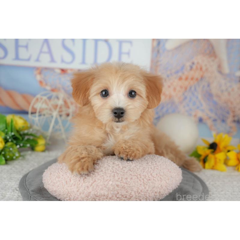 販売中の千葉県のマルプー:マルチーズ×トイプードル-444763の3枚目