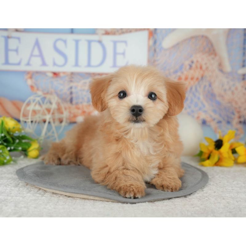 販売中の千葉県のマルプー:マルチーズ×トイプードル-444763の2枚目