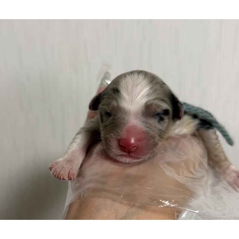 販売中の山梨県のオーストラリアンシェパード-444632の1枚目