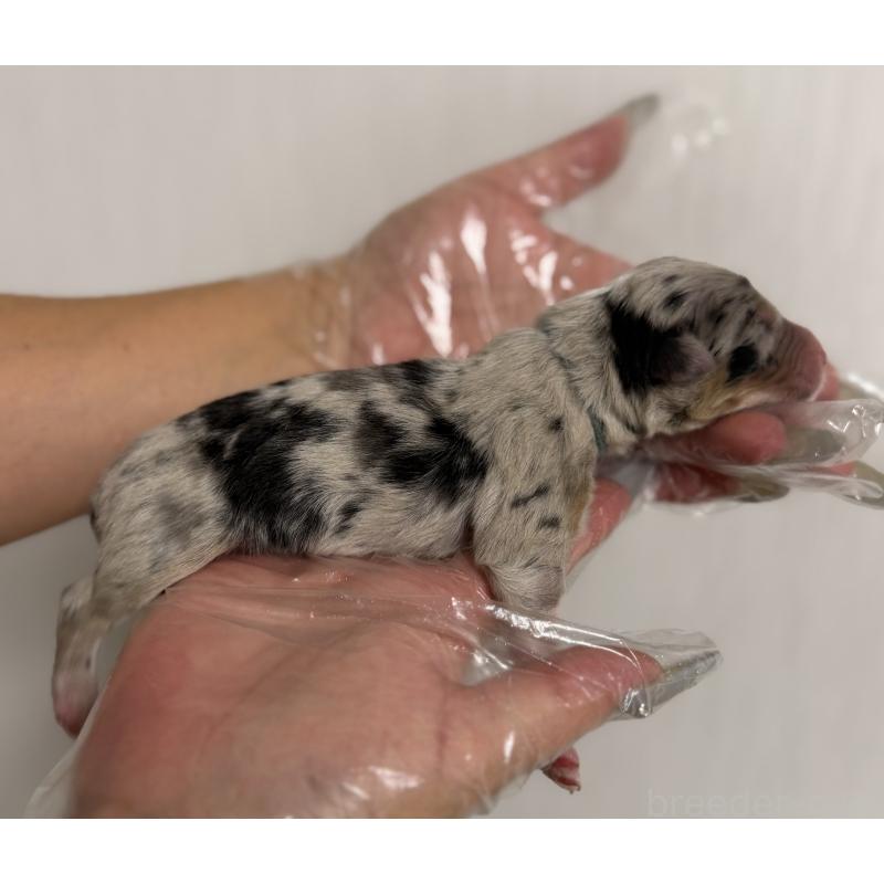 販売中の山梨県のオーストラリアンシェパード-444632の3枚目