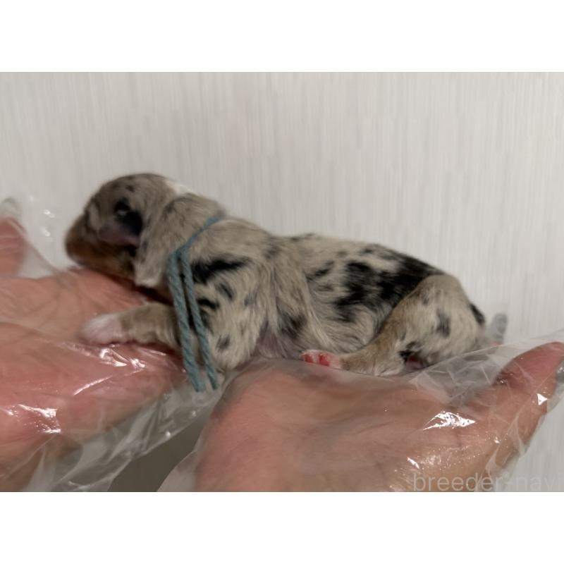 販売中の山梨県のオーストラリアンシェパード-444632の2枚目