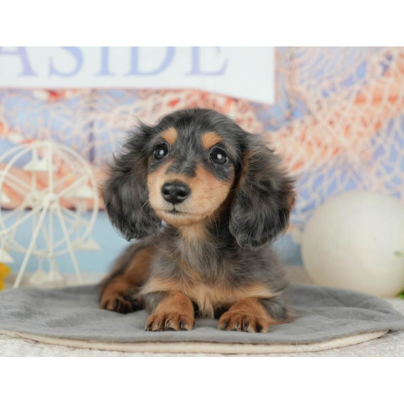 販売中の千葉県のミニチュアダックスフンド(ロングヘアード)-444743