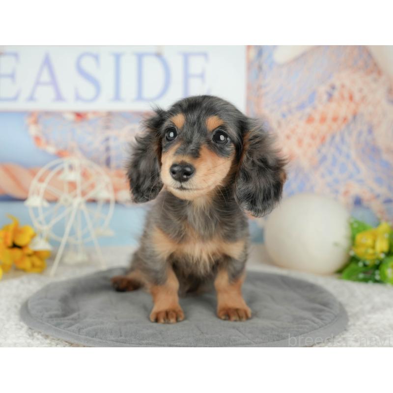 販売中の千葉県のミニチュアダックスフンド(ロングヘアード)-444743の11枚目