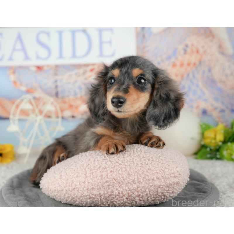 販売中の千葉県のミニチュアダックスフンド(ロングヘアード)-444743の10枚目