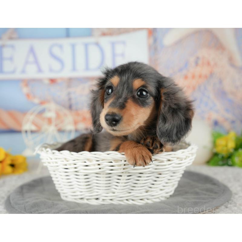 販売中の千葉県のミニチュアダックスフンド(ロングヘアード)-444743の9枚目