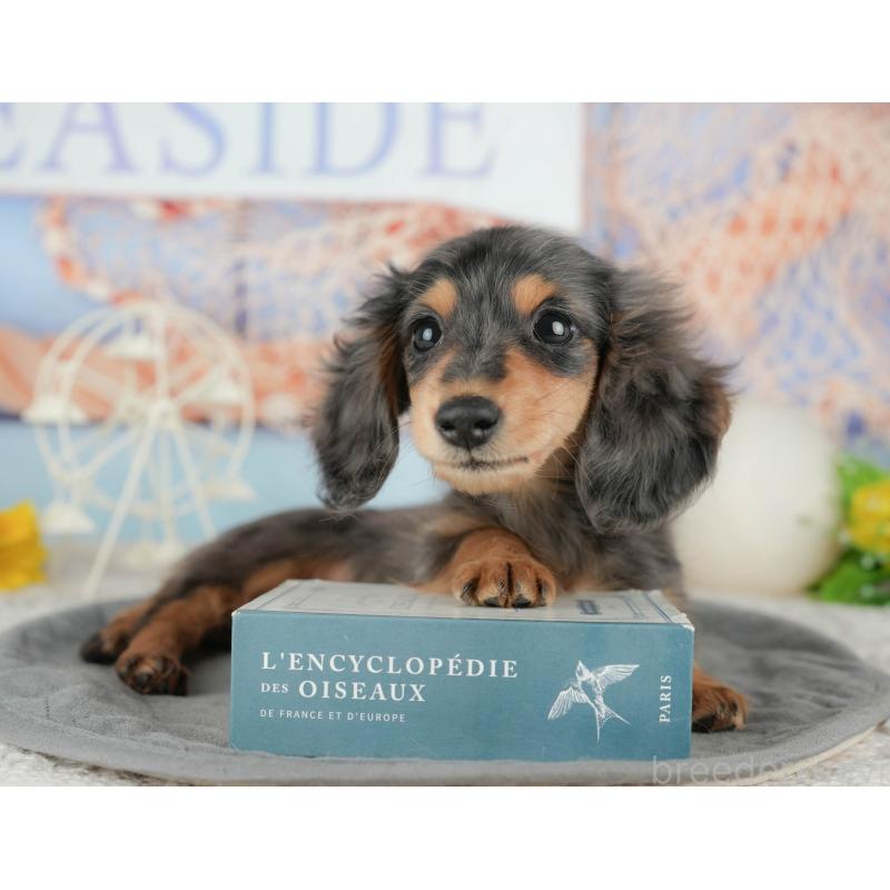 販売中の千葉県のミニチュアダックスフンド(ロングヘアード)-444743の8枚目